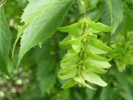 American Hornbeam/200606111616 American Hornbeam aka Musclewood (Carpinus caroliniana) - Oakland Co.JPG