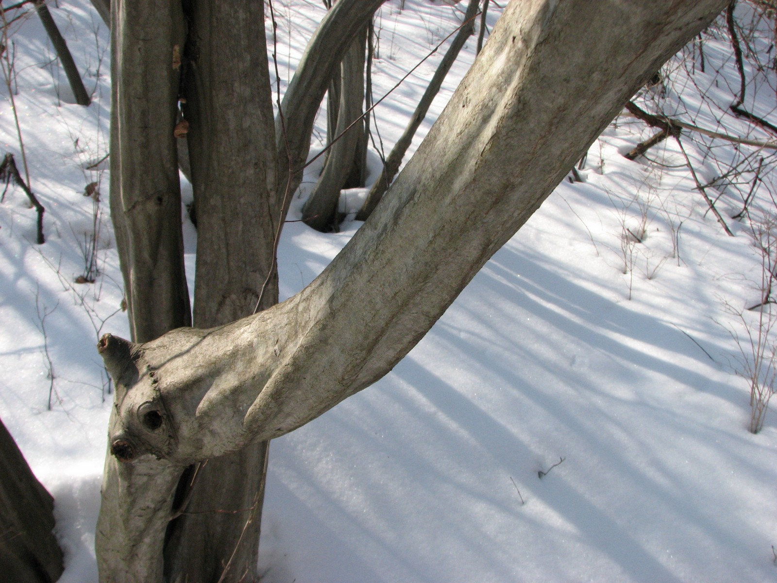 20080224112603 American Hornbeam aka Musclewood (Carpinus caroliniana) - Clinton River, Oakland Co.JPG