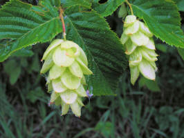 Hop-Hornbeam/20060618115742 Hop-Hornbeam tree (Ostrya virginiana) - Sleeping Bear Dunes.JPG