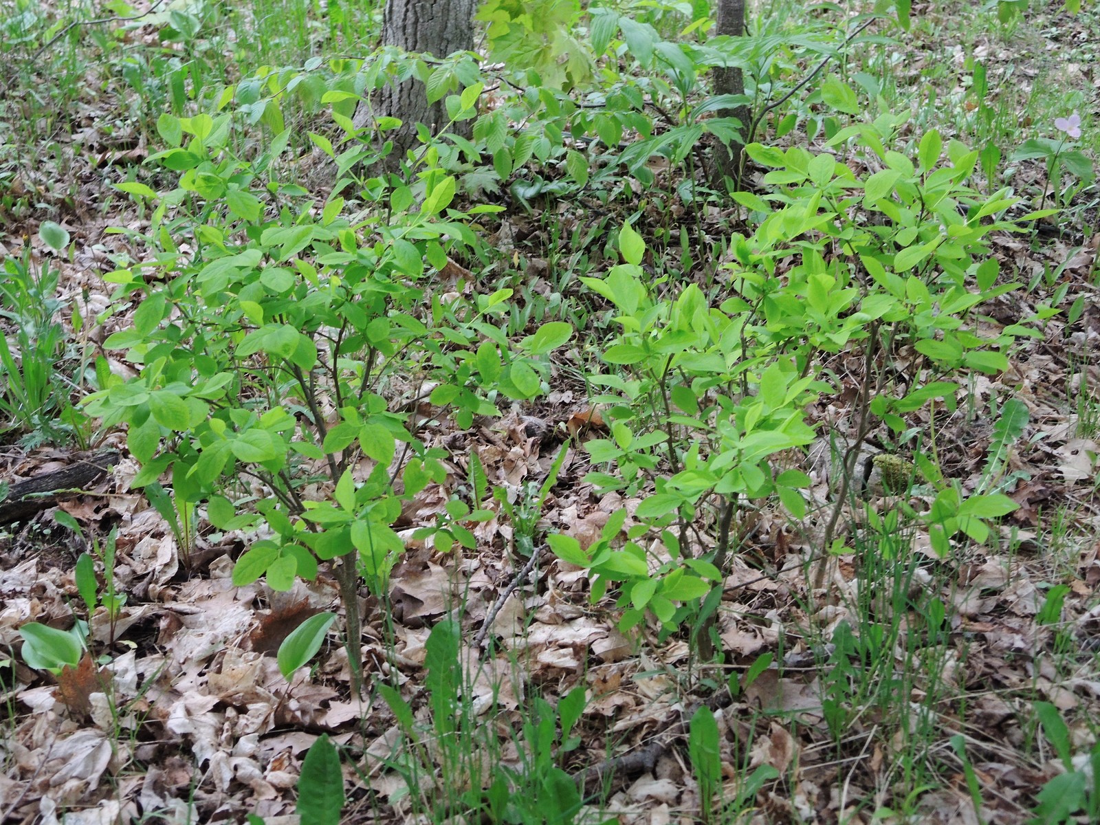 201305271909066 Eastern Leatherwood (Dirca palustris) - Manitoulin Island, ON.JPG