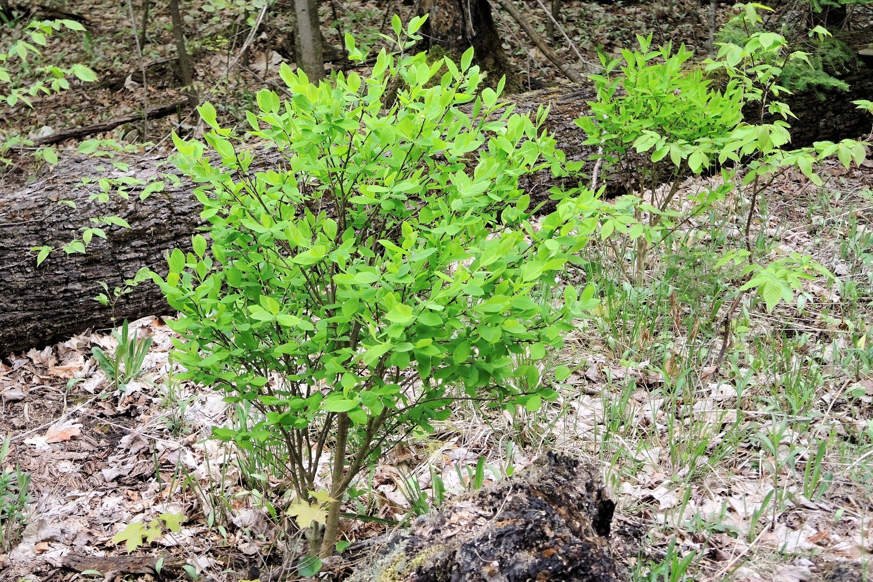 201305281108146 Eastern Leatherwood (Dirca palustris) - Manitoulin Island, ON.JPG