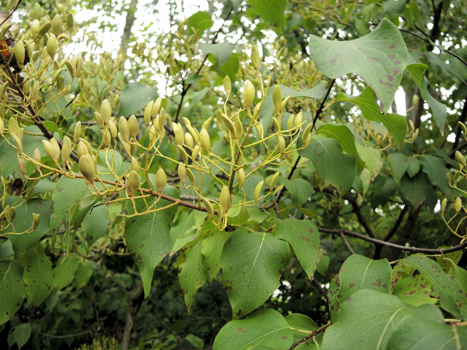 201309221556003 Japanese Tree Lilac (Syringa reticulata) - Oakland Co, MI.JPG