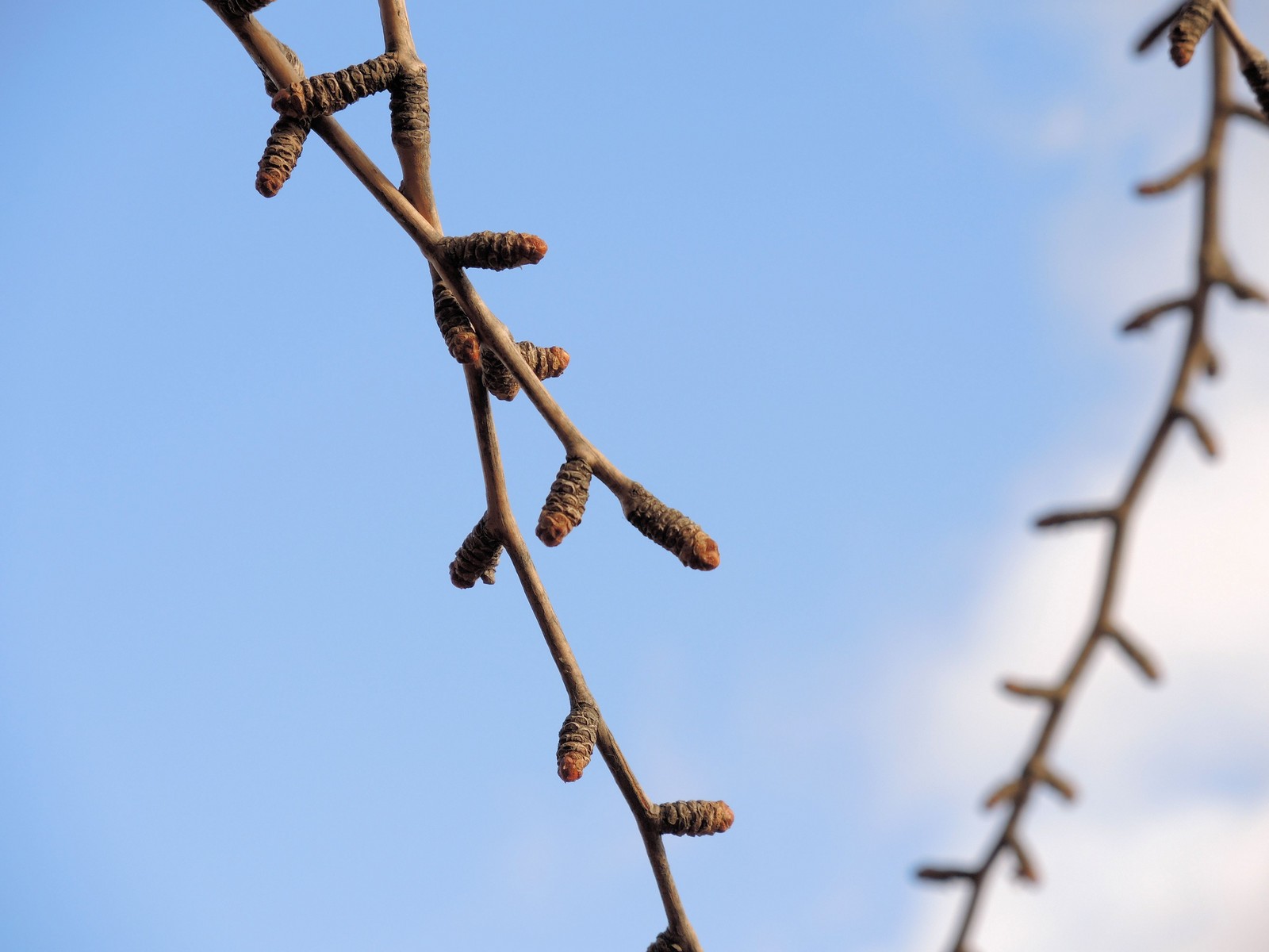 20160203101806 Maidenhair Tree (Ginkgo biloba) - Wayne Co, Michigan.JPG