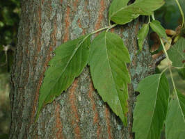 Box-Elder/200309281513 Manitoba Maple or Box-Elder (Acer negundo) - Isabella Co.jpg