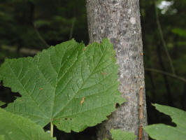 Mountain Maple/200308071222 Mountain Maple tree (Acer spicatum) - Bob's Lot.jpg