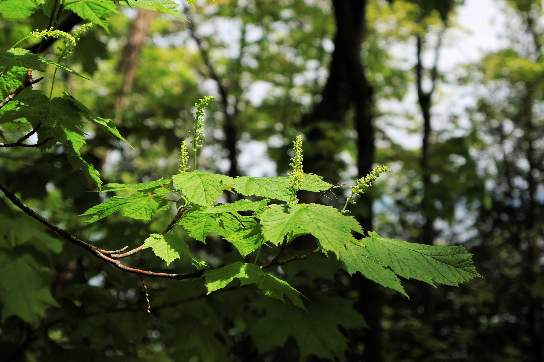 201306011413288 Mountain Maple tree (Acer spicatum) - Manitoulin Island, ON.JPG