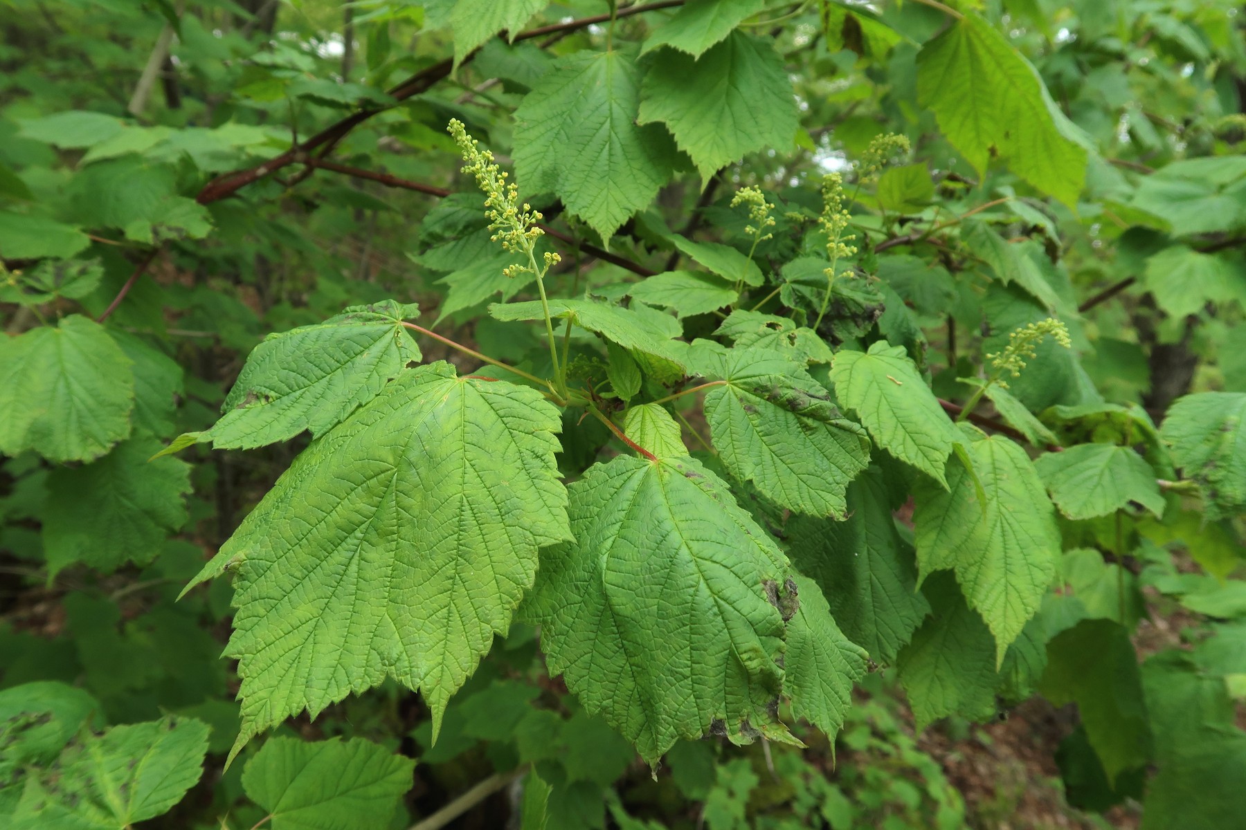 20170531095256048 Mountain Maple tree (Acer spicatum) - Manitoulin Island, ON.JPG