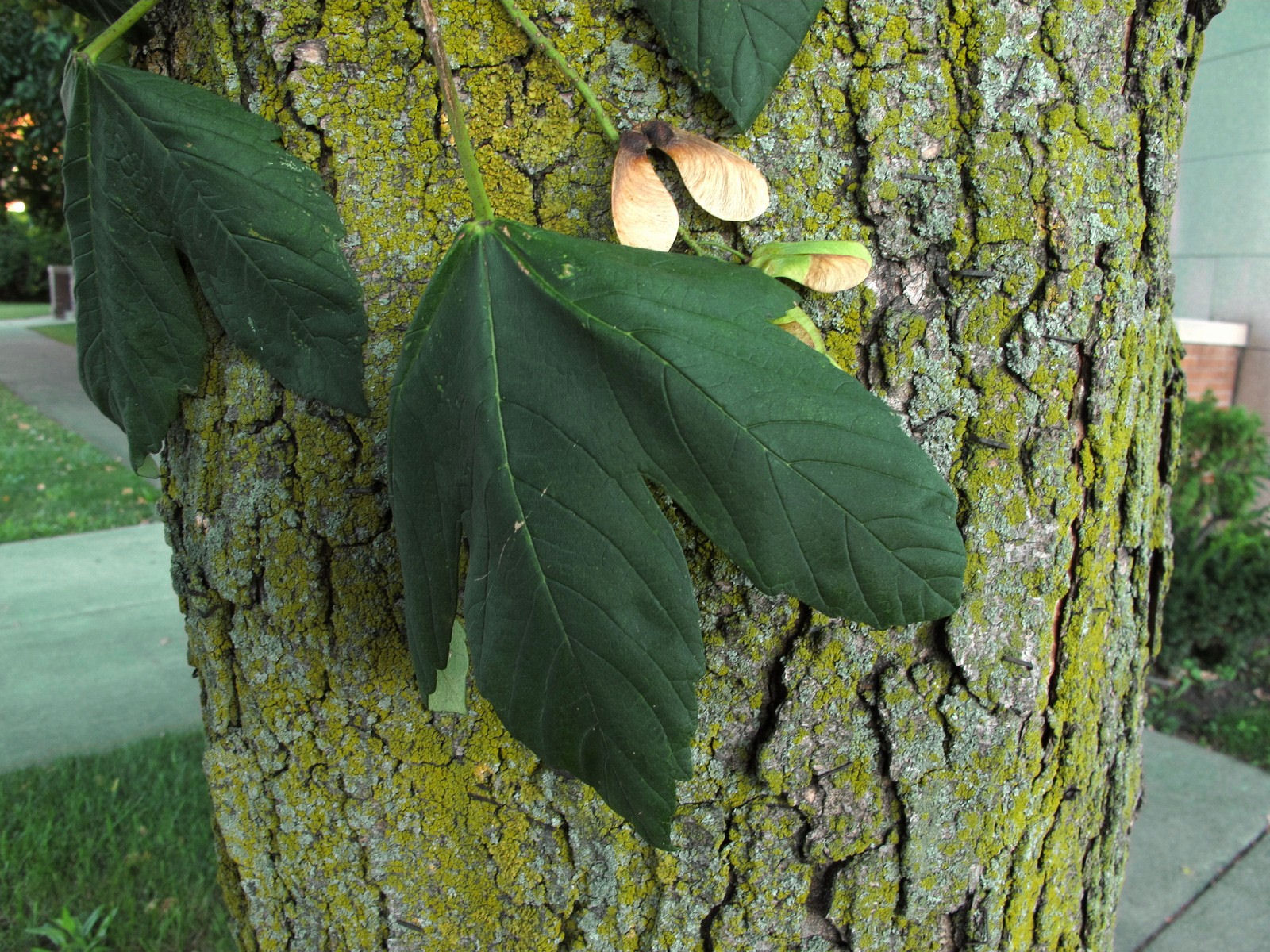 201108250748001 Norway Maple (Acer platanoides) - Wayne Co, MI.JPG