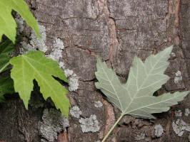 Silver Maple/200208210668 Silver Maple (Acer saccharinum) - Rochester, MI.JPG