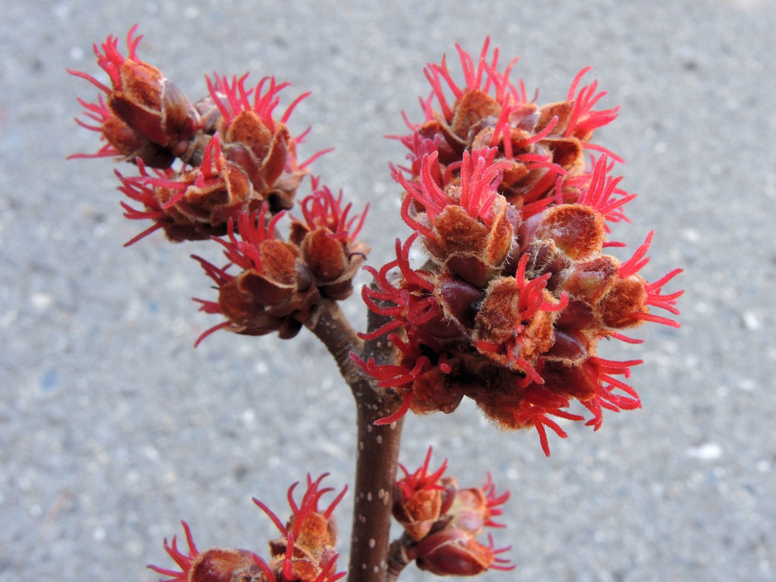 201504041057001 Silver Maple (Acer saccharinum) red flower - Oakland Co, Michigan.JPG