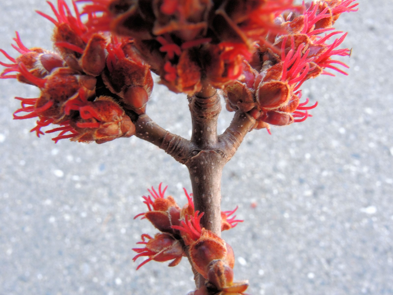 201504041059002 Silver Maple (Acer saccharinum) red flower - Oakland Co, Michigan.JPG