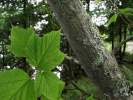 Striped Maple/200208030412 Striped Maple - Manitoulin.JPG