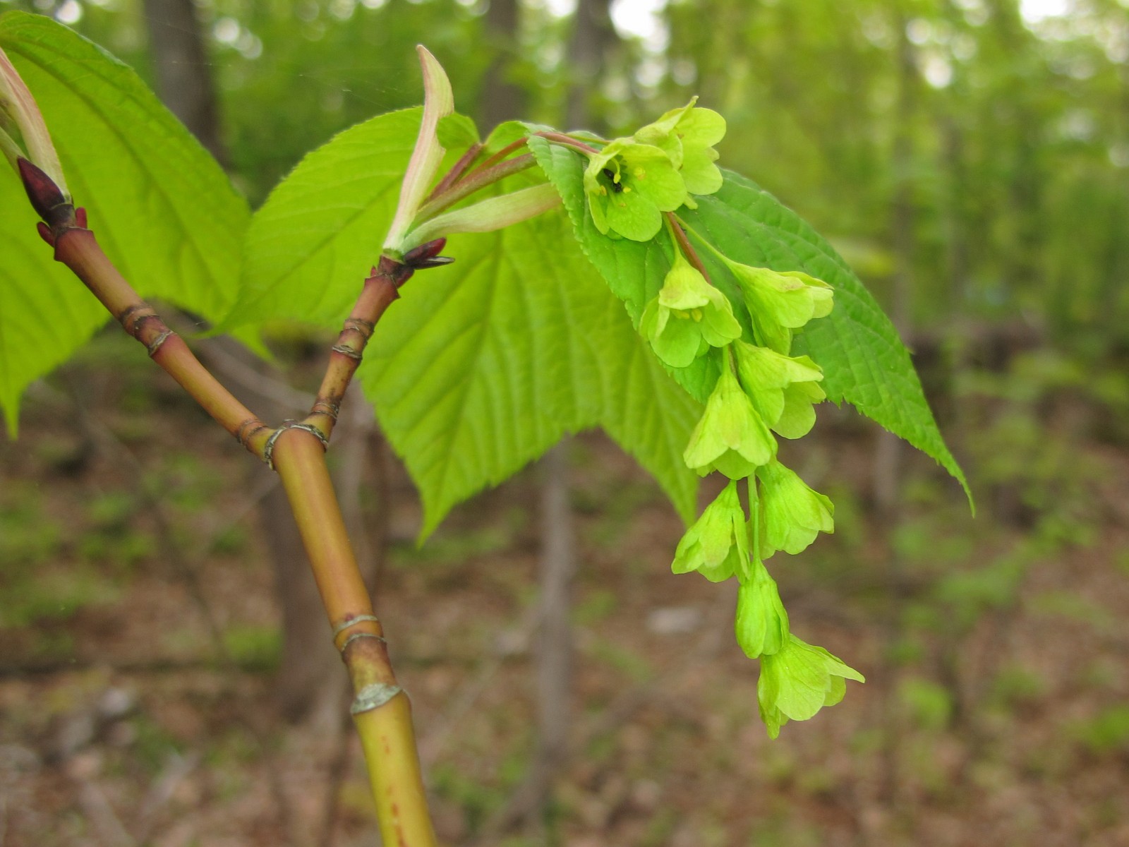 201105291942084  Striped Maple (Acer pensylvanicum) green flowers - Manitoulin Island, ON.JPG