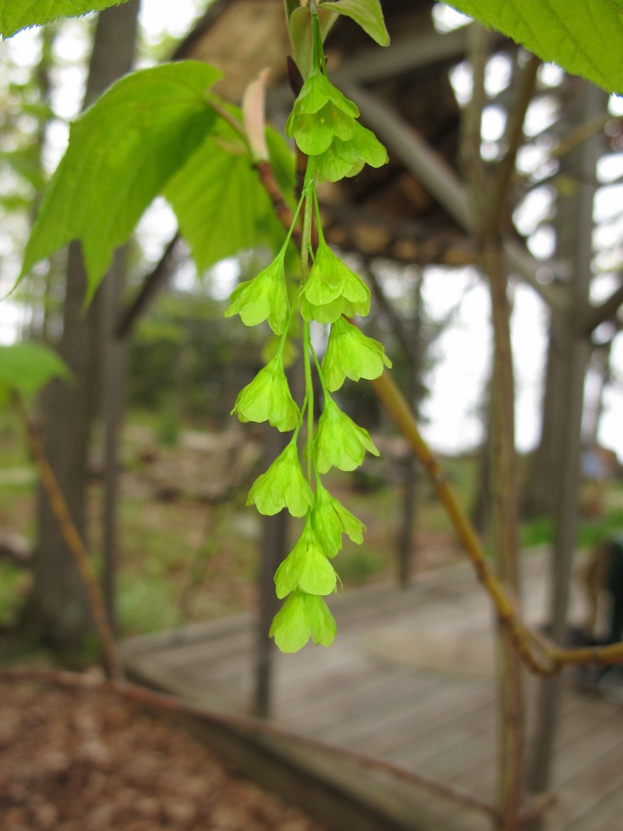 201105291944091  Striped Maple (Acer pensylvanicum) green flowers - Manitoulin Island, ON.JPG