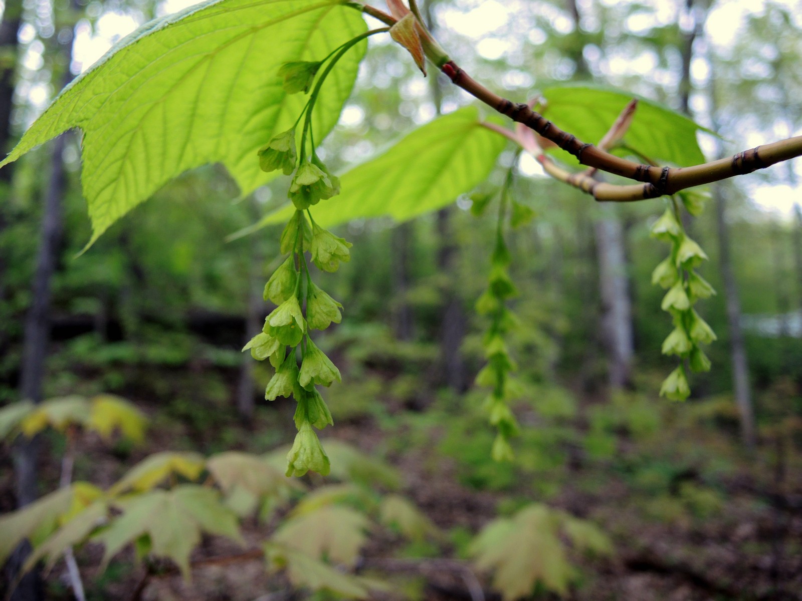 201305271854052 Striped Maple (Acer pensylvanicum) green flowers - Manitoulin Island, ON.JPG