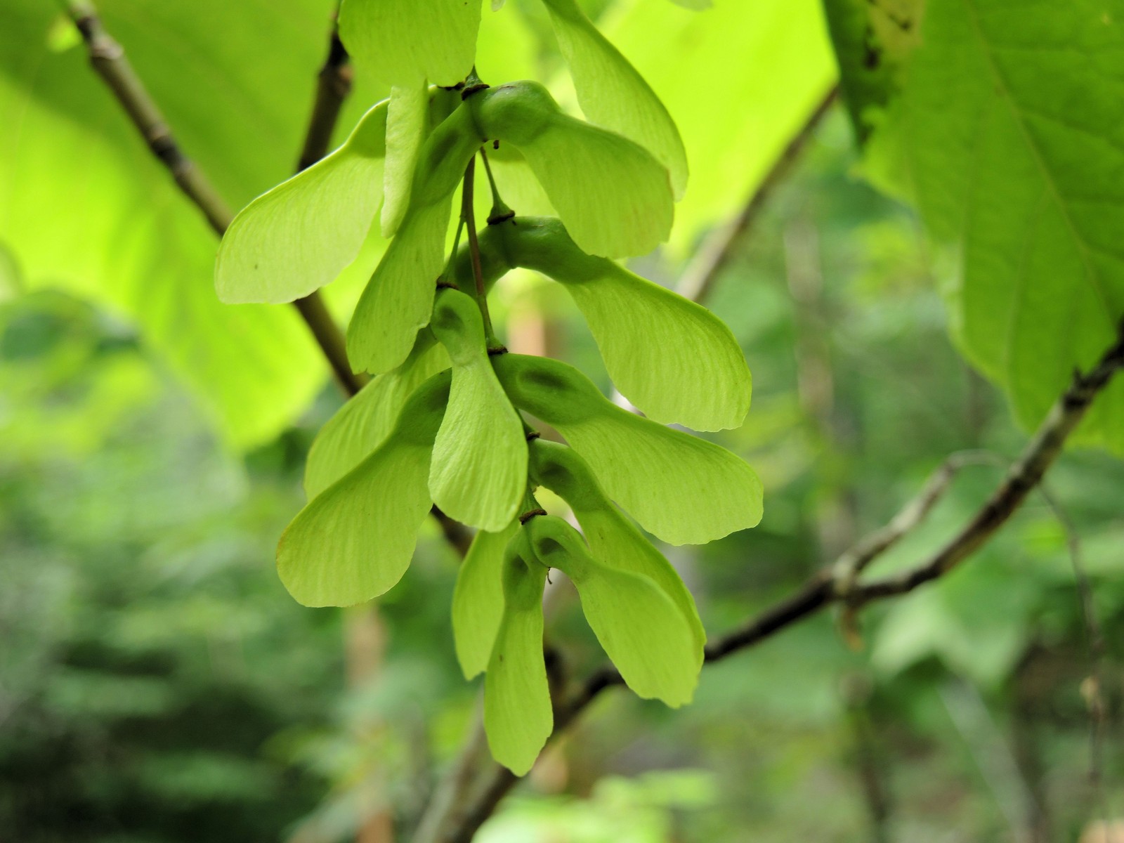 201507311647081 Striped Maple (Acer pensylvanicum) - Manitoulin Island, Ontario.JPG