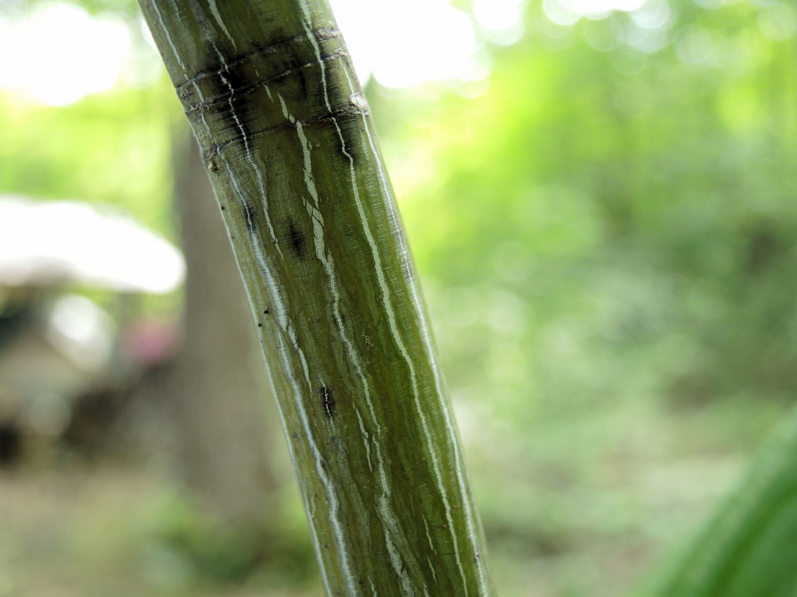 201507311647082 Striped Maple (Acer pensylvanicum) - Manitoulin Island, Ontario.JPG