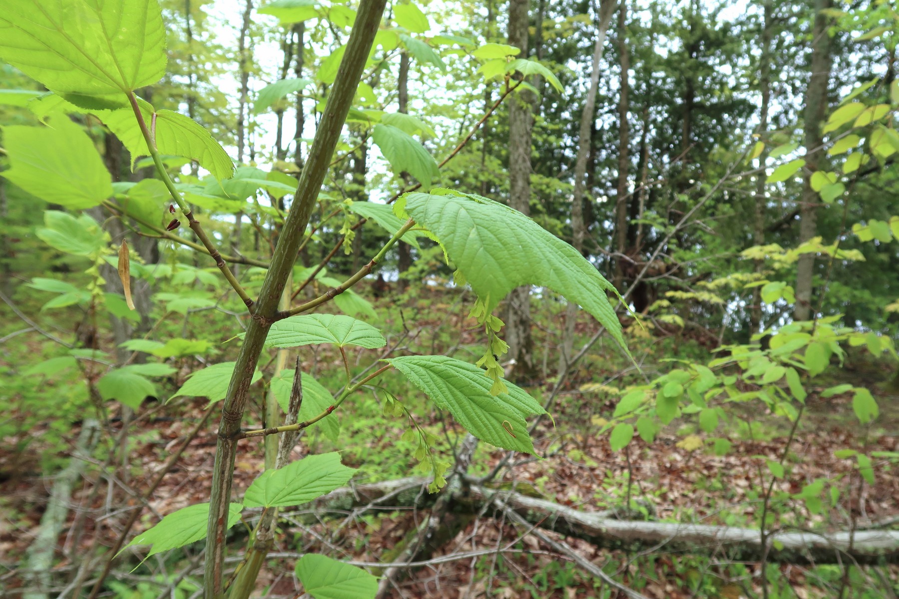 20170531094336030 Striped Maple (Acer pensylvanicum) green flowers - Manitoulin Island, ON.JPG