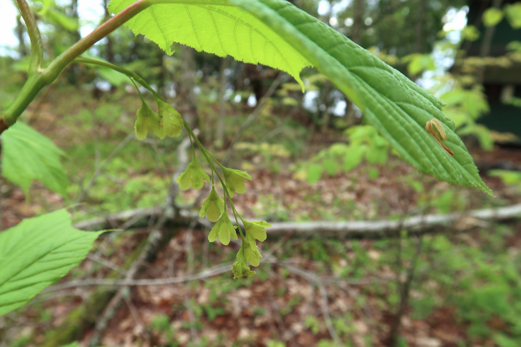 20170531094359037 Striped Maple (Acer pensylvanicum) green flowers - Manitoulin Island, ON.JPG