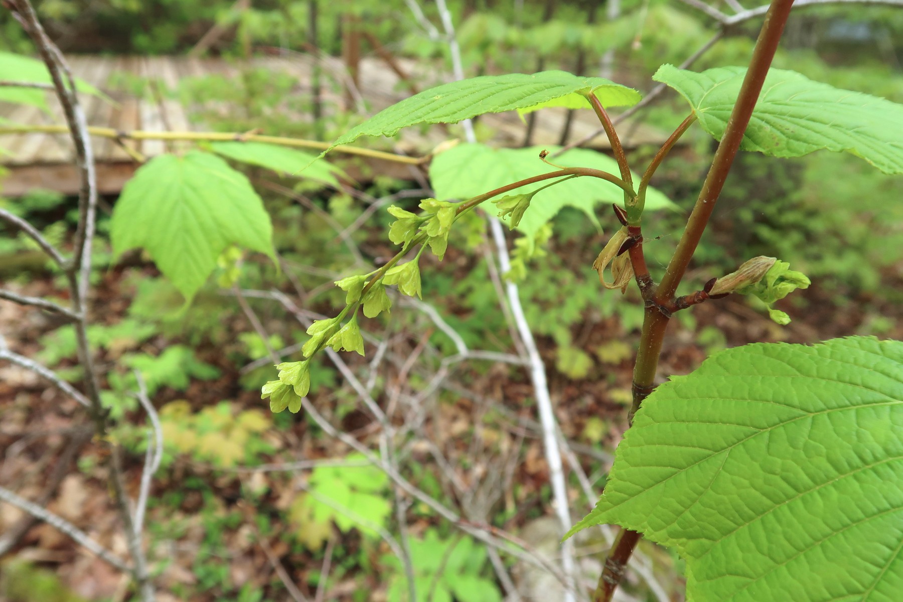 20170531094453041 Striped Maple (Acer pensylvanicum) green flowers - Manitoulin Island, ON.JPG