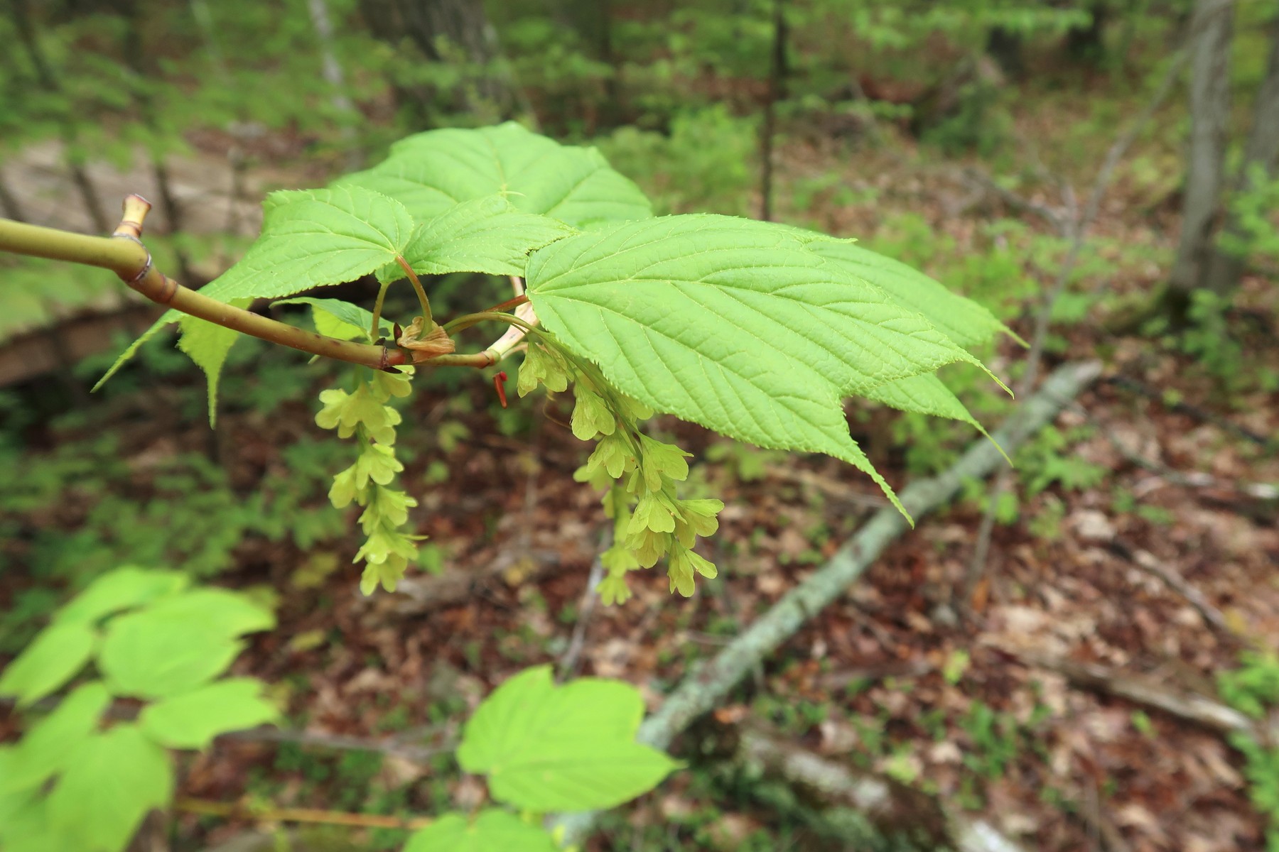 20170531094526044 Striped Maple (Acer pensylvanicum) green flowers - Manitoulin Island, ON.JPG