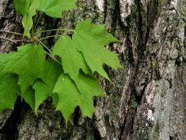 Sugar Maple/200405150661 Sugar Maple tree (Acer saccharum Marsh.) - Isabella Co.jpg