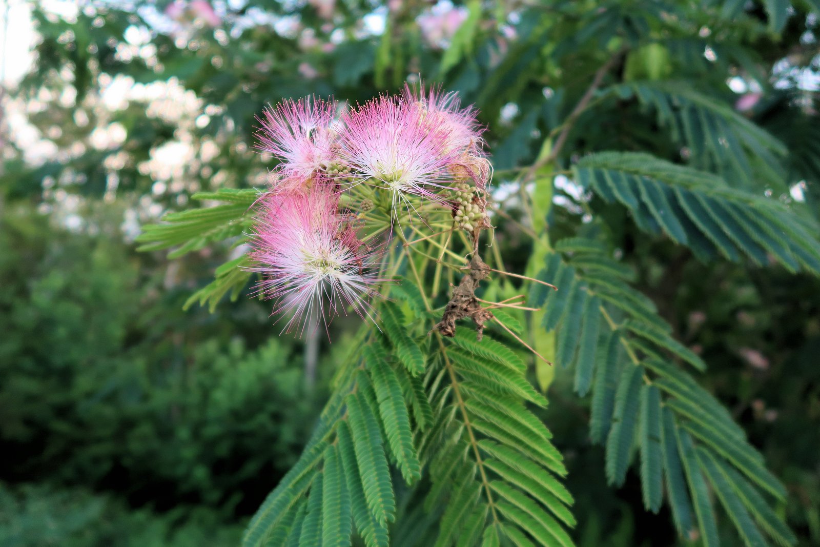 201907051837015 Mimosa tree (Albizia julibrissin) red and white flowers - Cabarras Co, NC.JPG