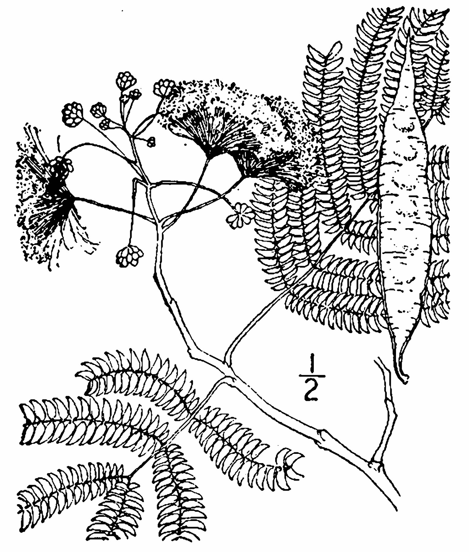 201908 Mimosa tree (Albizia julibrissin) Illustration USDA-NRCS PLANTS Database  Britton, N.L., and A. Brown. 1913.jpg