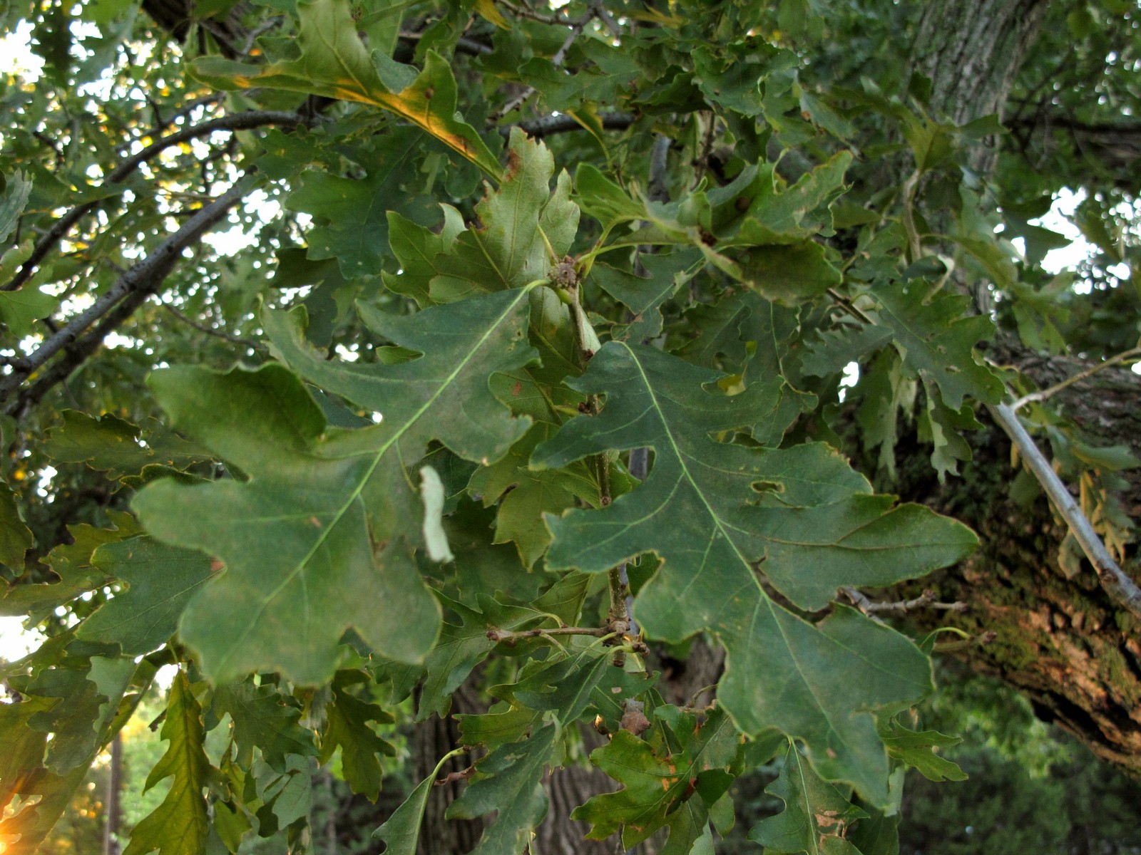 201108250706004 Bebb Oak (Quercus bebbiana [alba macrocarpa]) - Rochester Hills, Oakland Co, MI.JPG