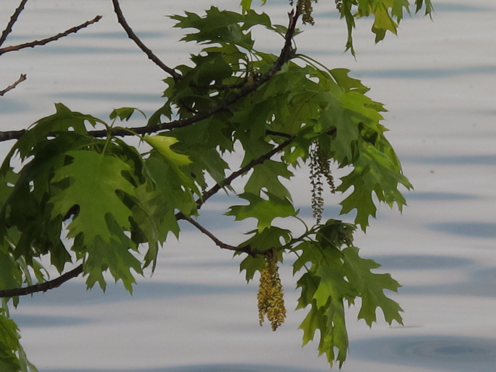 201106041639026  Northern Red Oak (Quercus rubra) - Manitoulin Island, ON.JPG