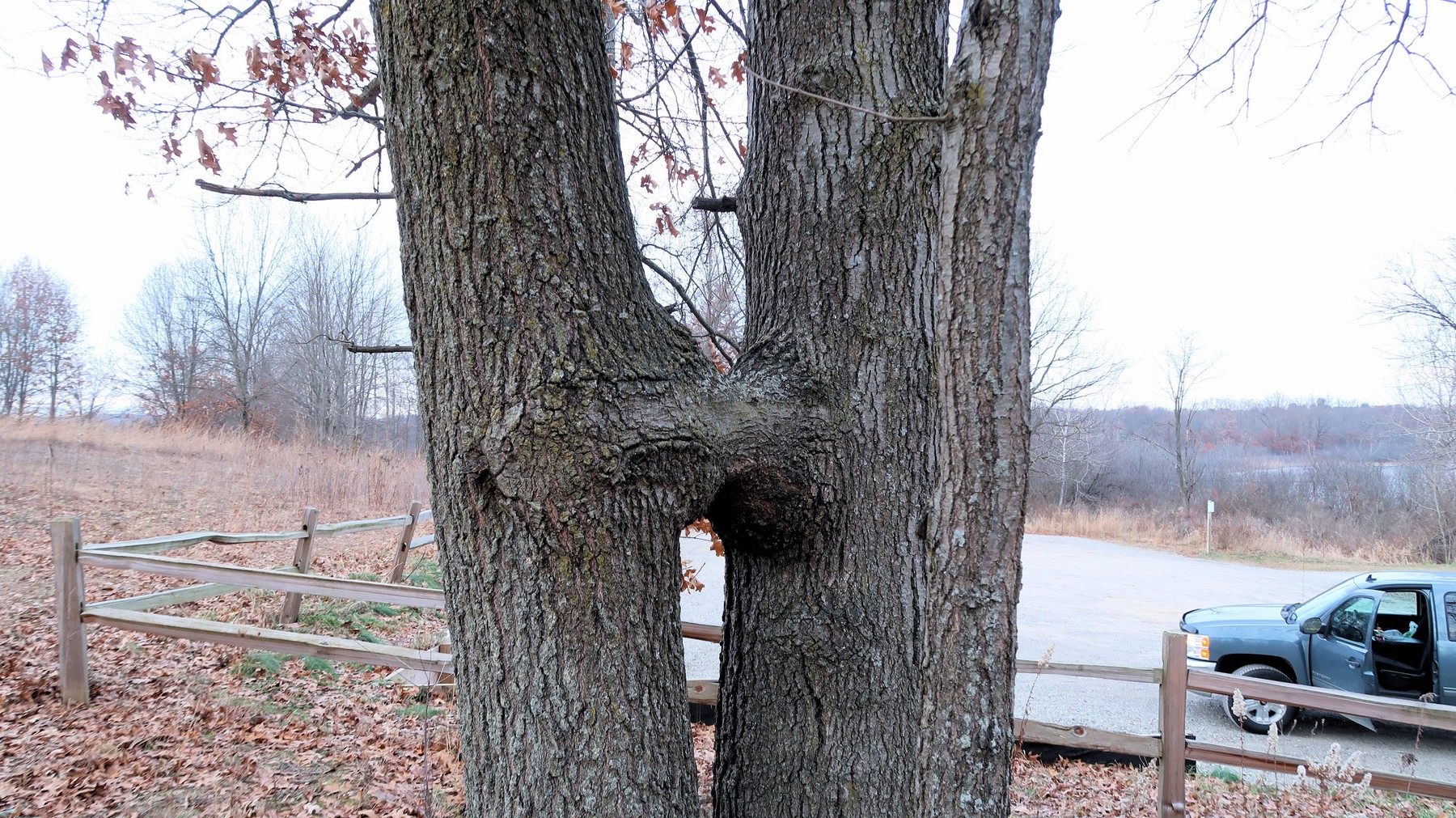 201912161613009 Red Oak (Quercus rubra) tree trunks conjoined (Inosculation) - Bald Mountain RA, Oakland Co, MI.JPG