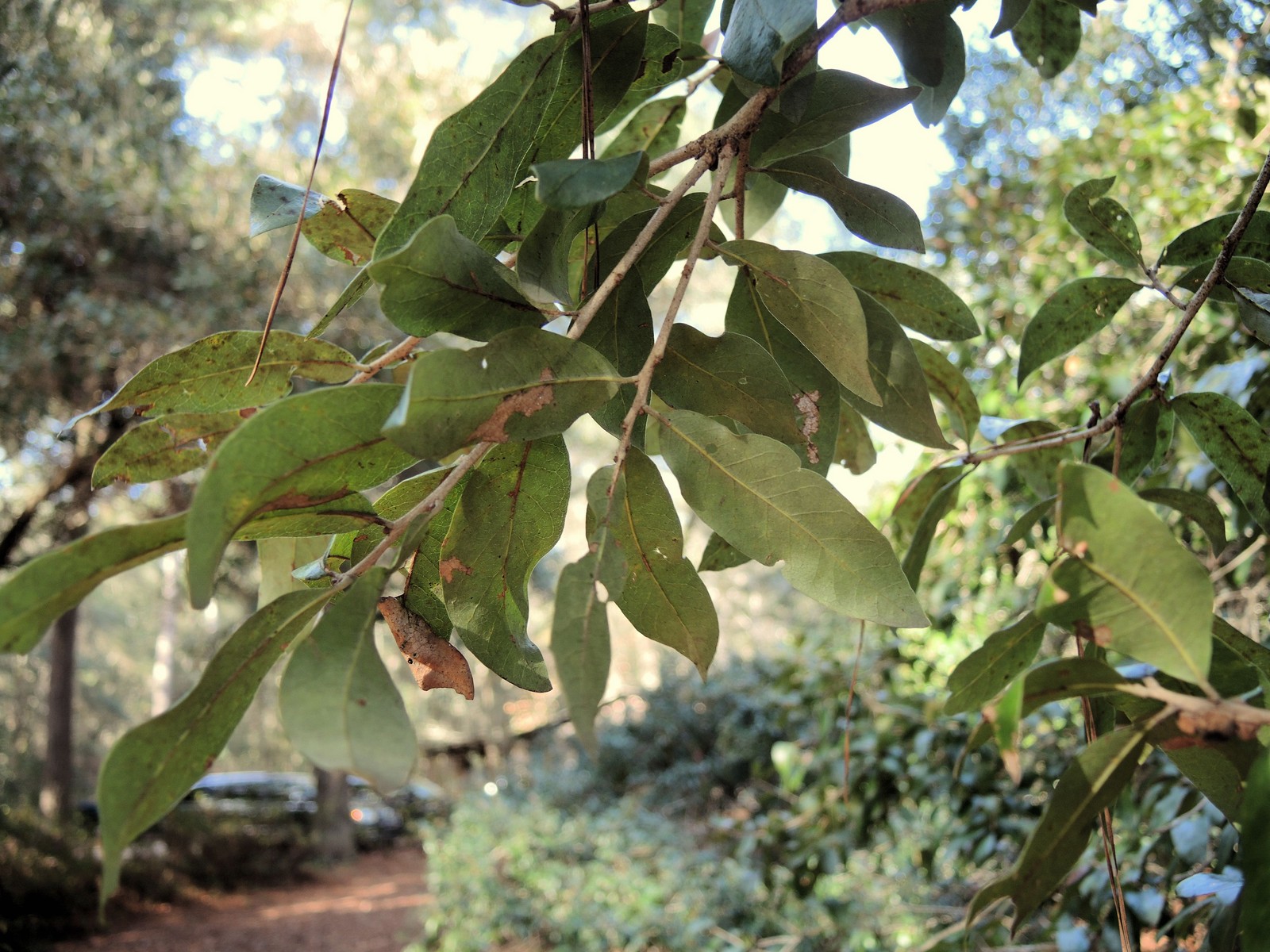 20151226144014 Southern Live Oak aka Angel Oak (Quercus virginiana) tree - Charleston, SC.JPG