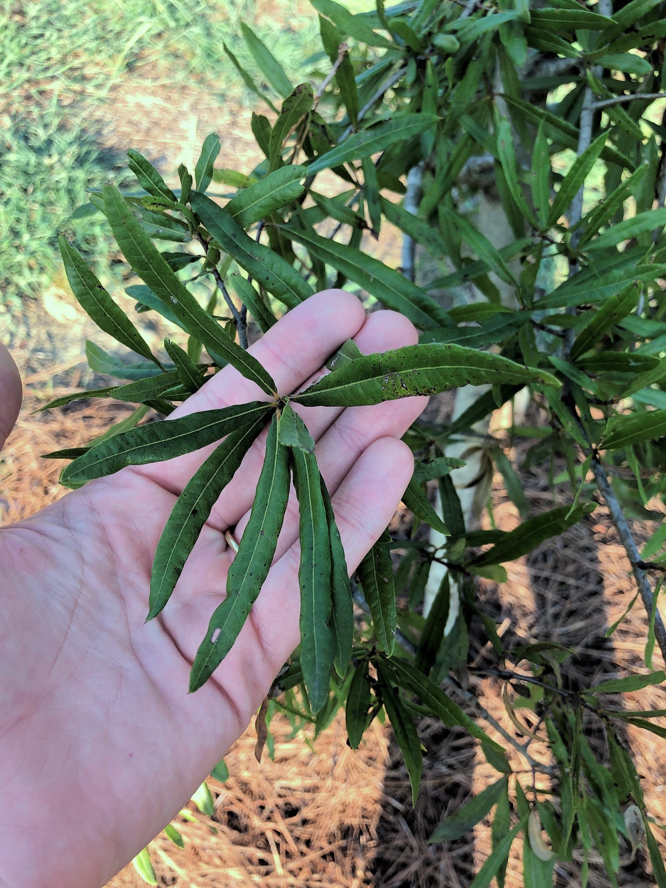 201908031850002 Willow Oak (Quercus phellos) - Cabarras Co, NC.jpg