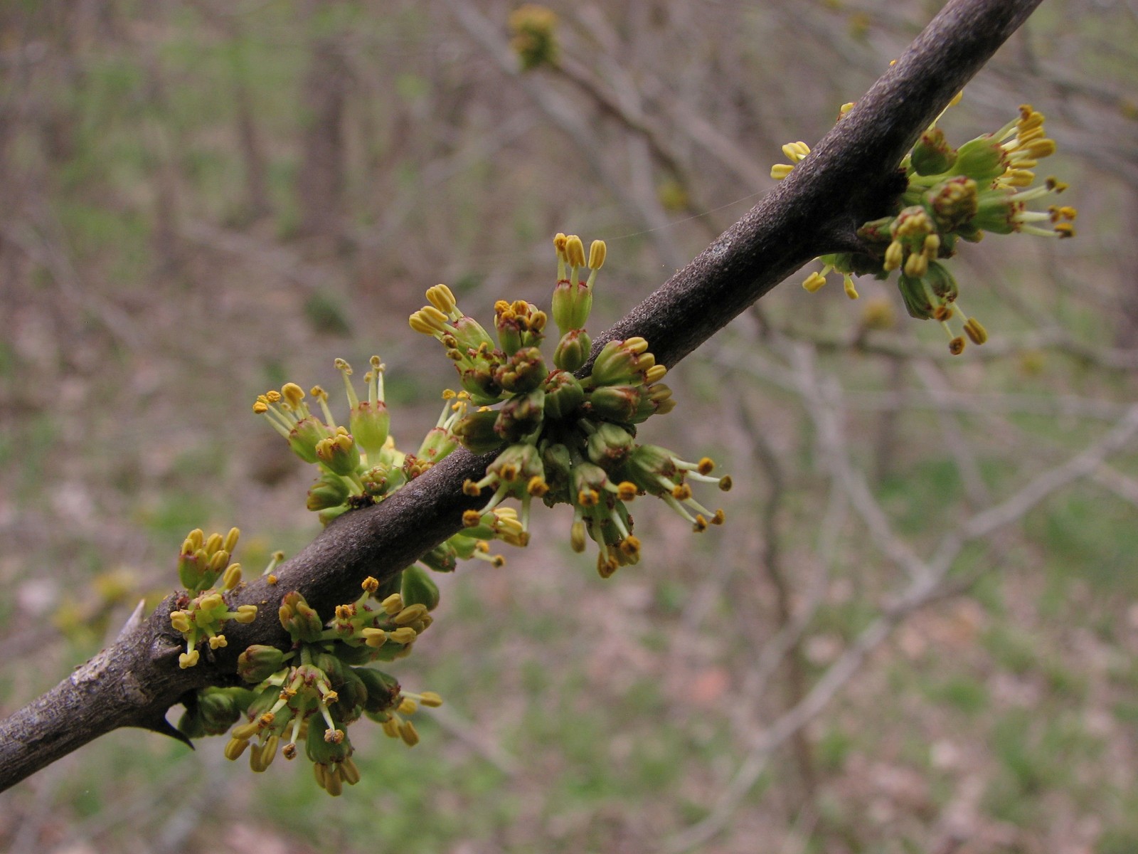 2008050117491816 common Pricklyash (Zanthoxylum americanum) greenish-yellow flowers flowers - Clinton River, Oakland Co.JPG