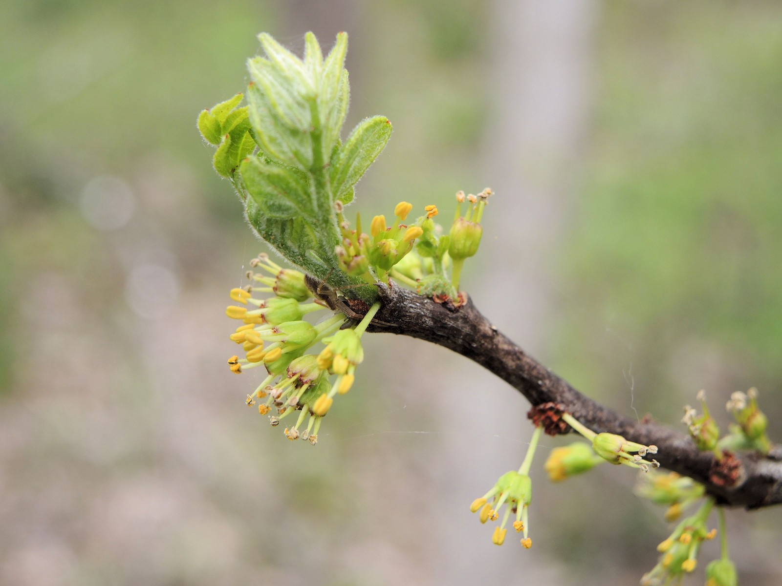 201405171351004 common Pricklyash (Zanthoxylum americanum) yellow flowers - Clinton River Trail, Oakland Co, MI.JPG