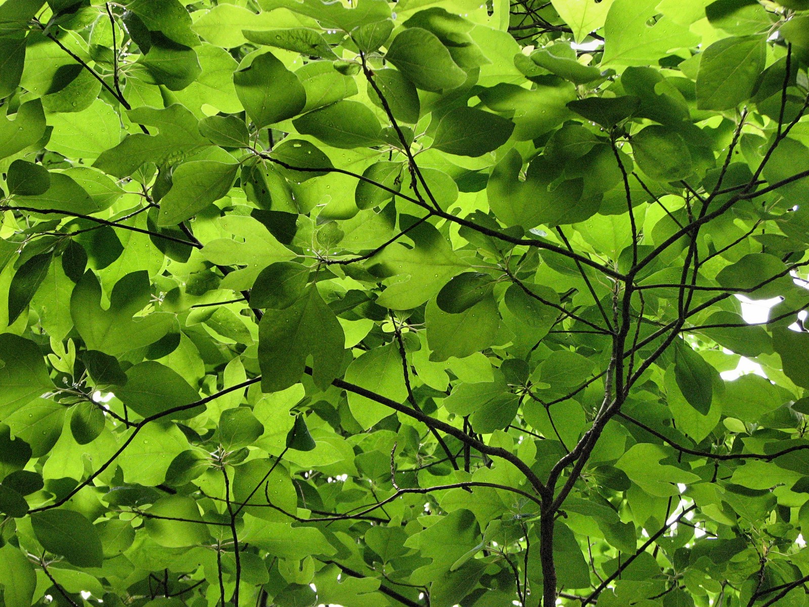 20090618113053 Sassafras (Sassafras albidum) tree - Pontiac Lake RA, Oakland Co.JPG