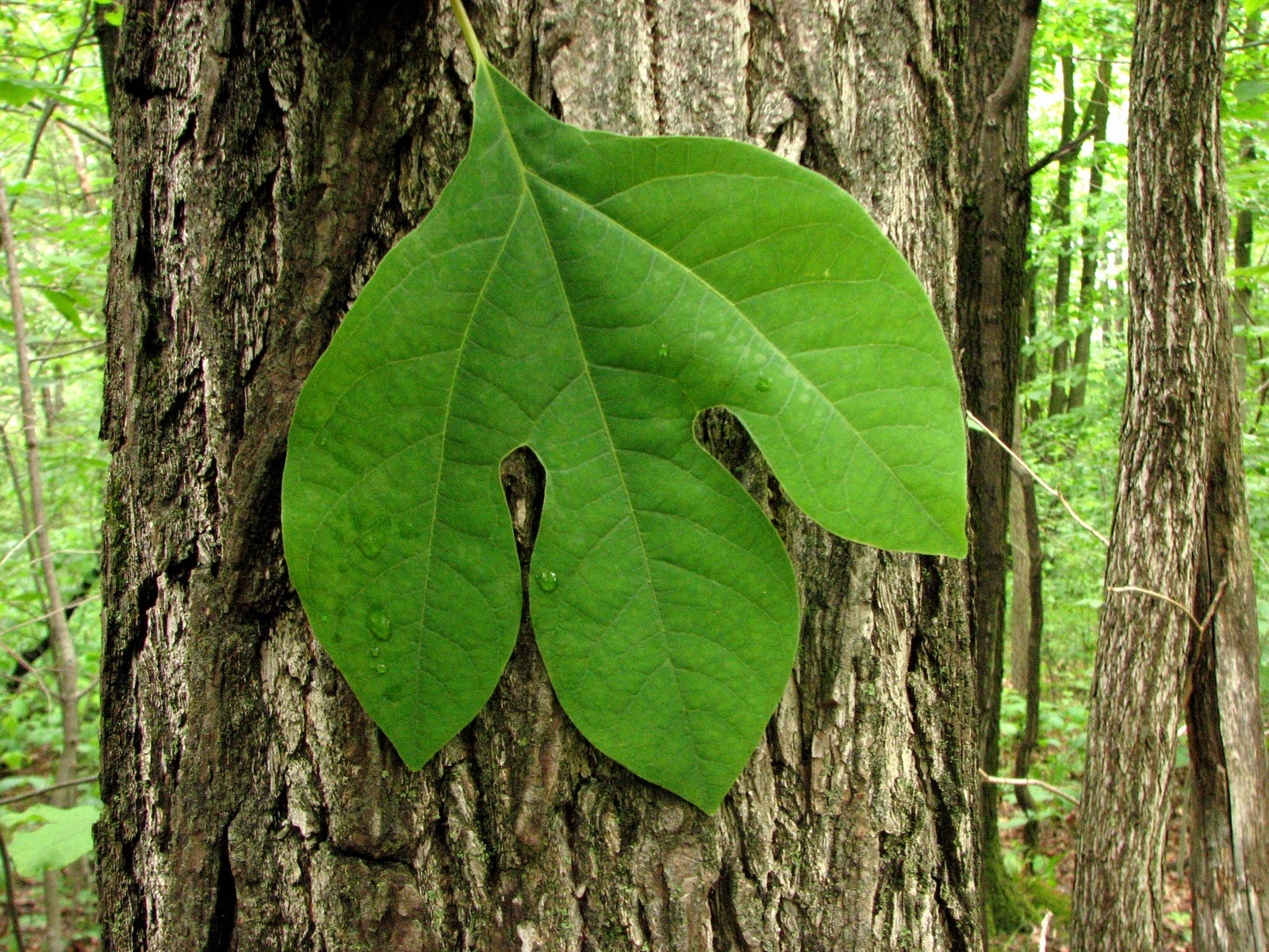 20090618113154 Sassafras (Sassafras albidum) tree - Pontiac Lake RA, Oakland Co.JPG