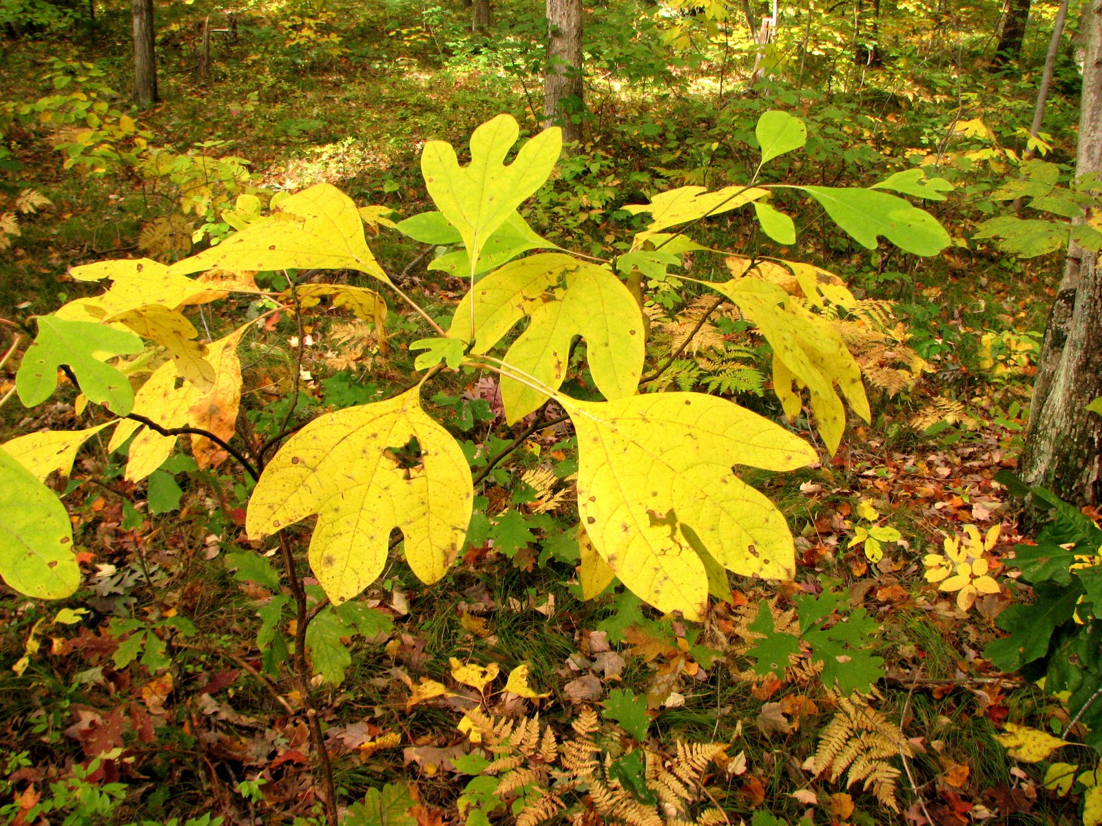 20091010160010 Sassafras (Sassafras albidum) tree - Bald Mountain RA, Oakland Co.JPG