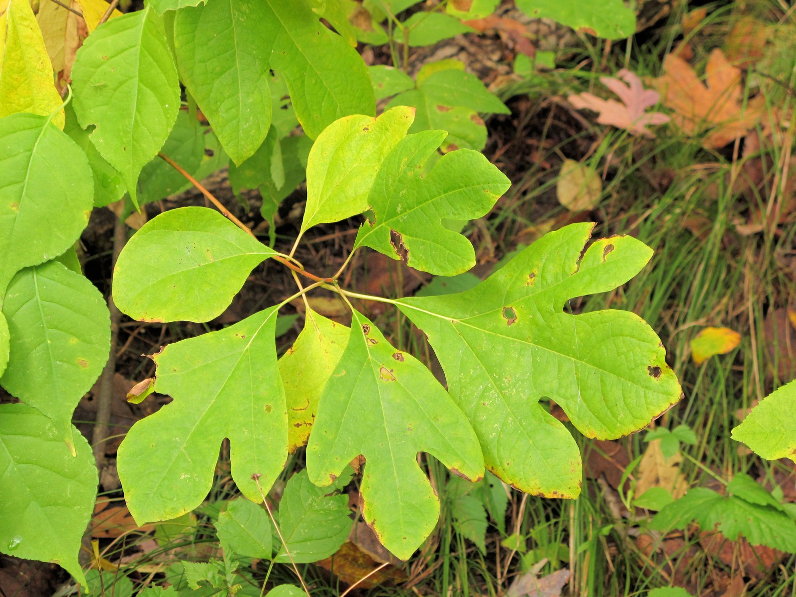 201110011212006 Sassafras (Sassafras albidum) tree - Bald Mountain RA, Oakland Co, MI.JPG