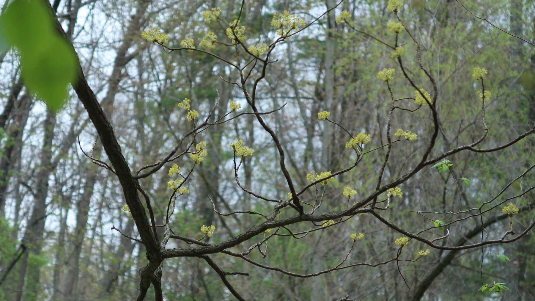 202105051409017 Sassafras (Sassafras albidum) tree yellow flowers - Bald Mountain, Oakland Co, MI.JPG