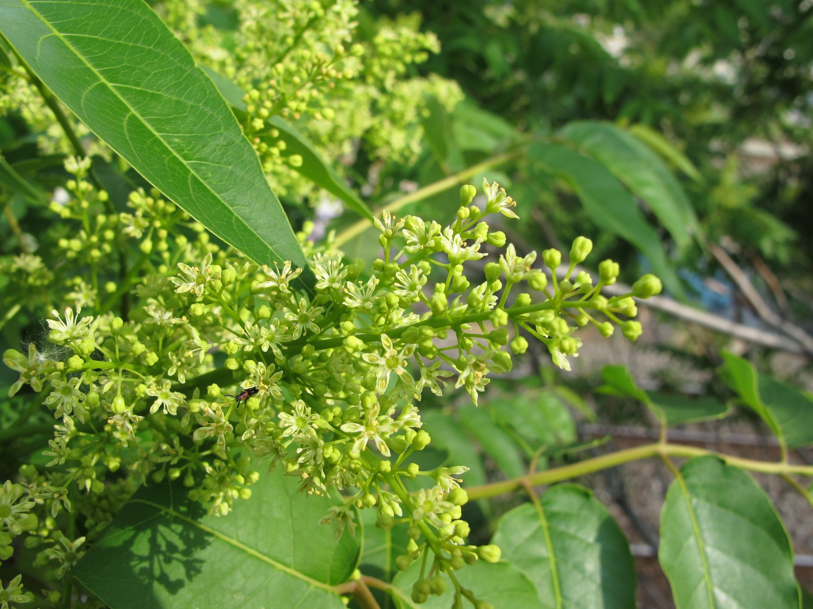 201106141731002 Tree of Heaven (Ailanthus altissima) - Wayne Co, MI.JPG