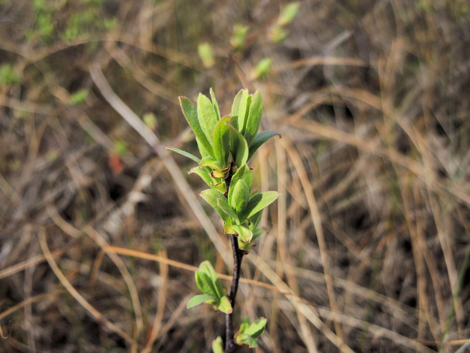 201405271022023 Sweet Gale aka Bog Myrtle (Myrica gale) - Misery Bay NP, Manitoulin Island.JPG