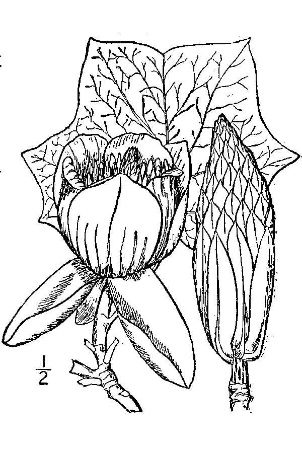 20171112 Tulip Tree (Liriodendron tulipifera) - USDA, Illustration.JPG