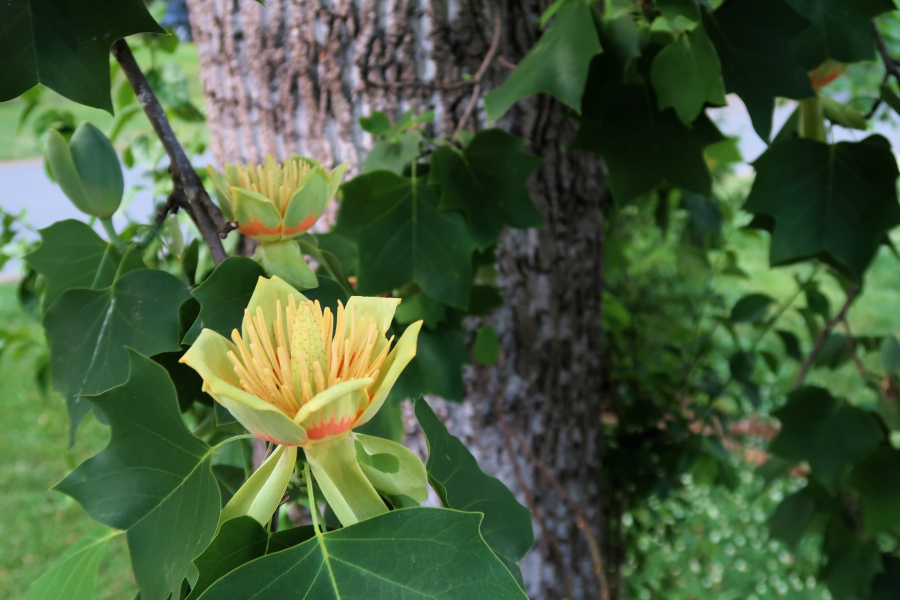 201805111928002 Tulip Tree (Liriodendron tulipifera) - Mecklenburg Co, NC.JPG