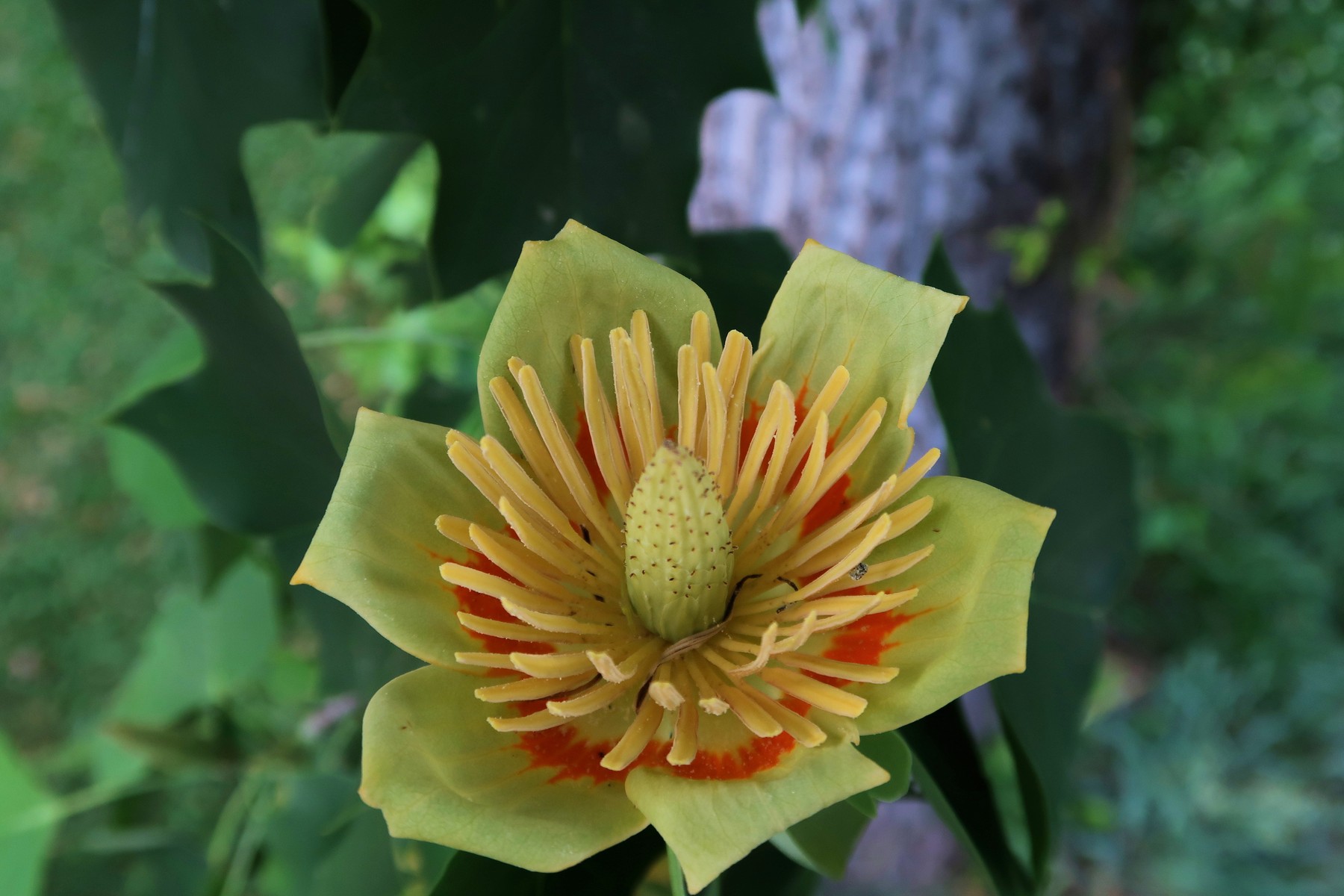 201805111928005 Tulip Tree (Liriodendron tulipifera) - Mecklenburg Co, NC.JPG