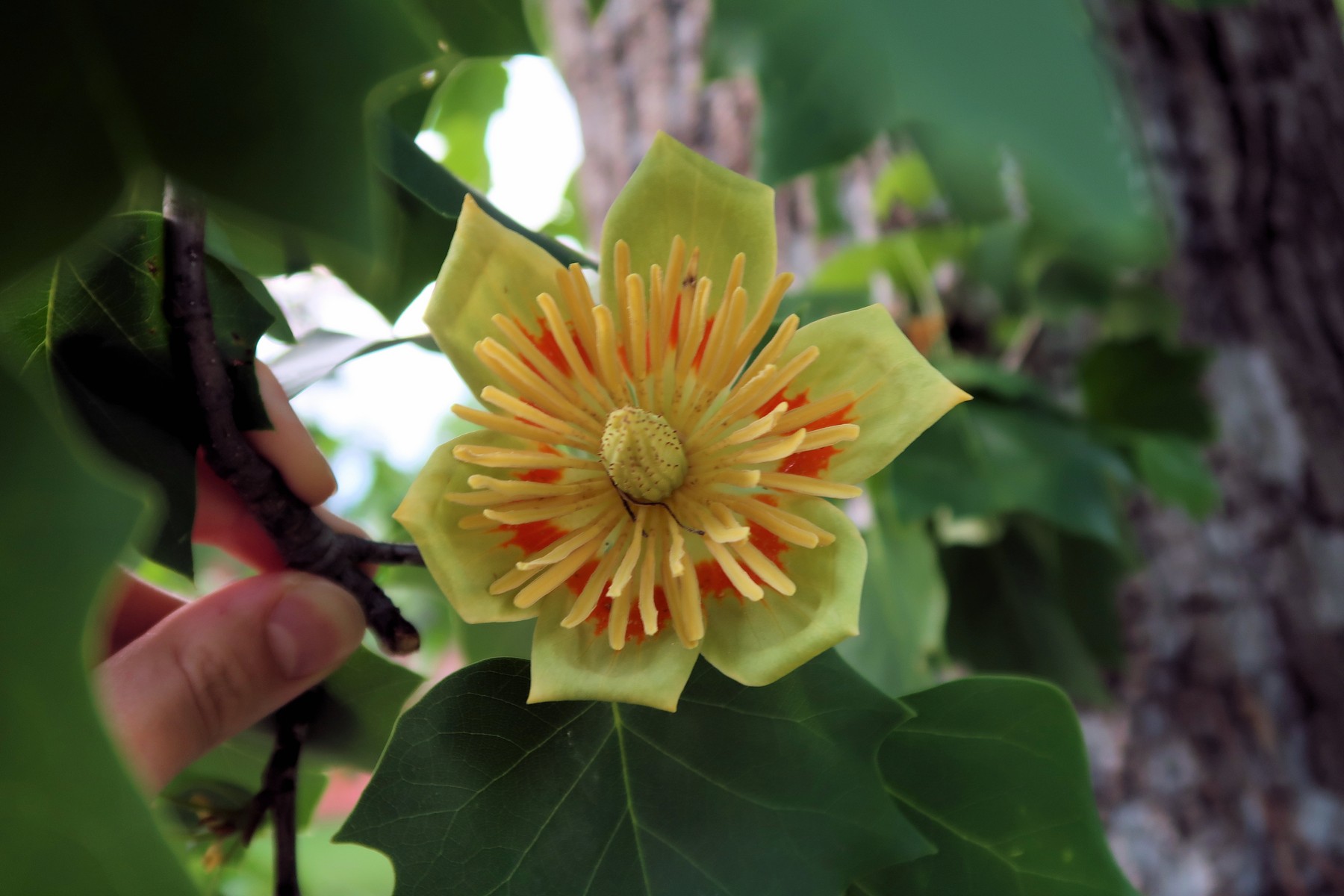 201805111929007 Tulip Tree (Liriodendron tulipifera) - Mecklenburg Co, NC.JPG