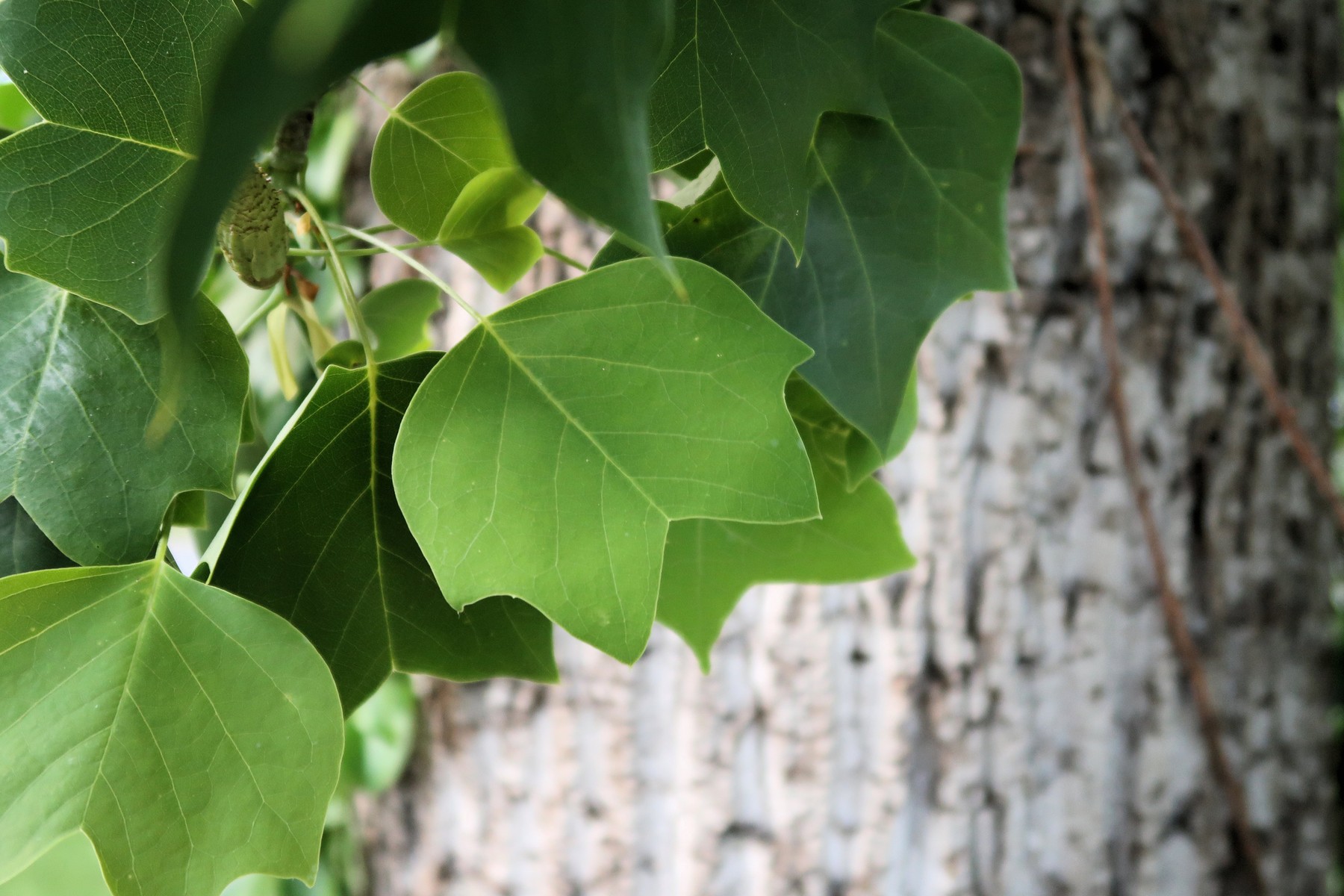 201805111929008 Tulip Tree (Liriodendron tulipifera) - Mecklenburg Co, NC.JPG