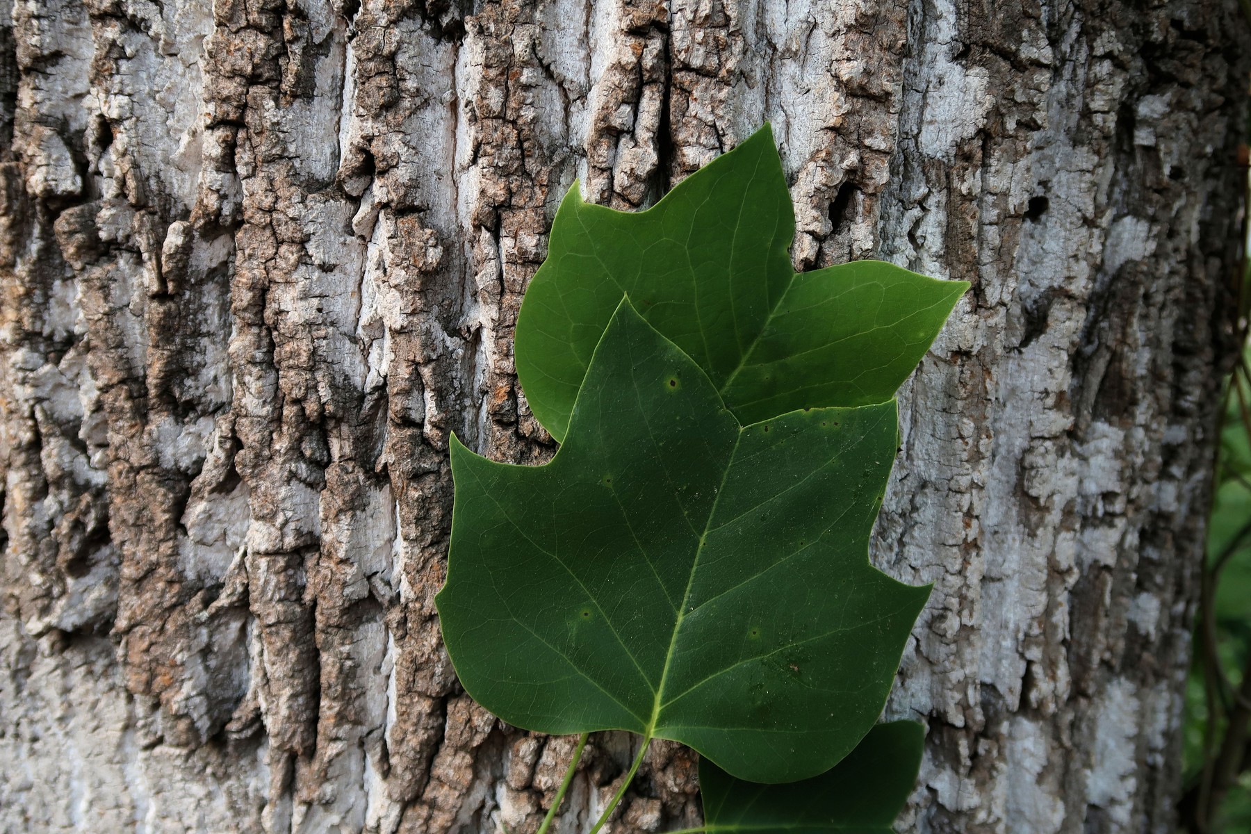 201805111930011 Tulip Tree (Liriodendron tulipifera) - Mecklenburg Co, NC.JPG