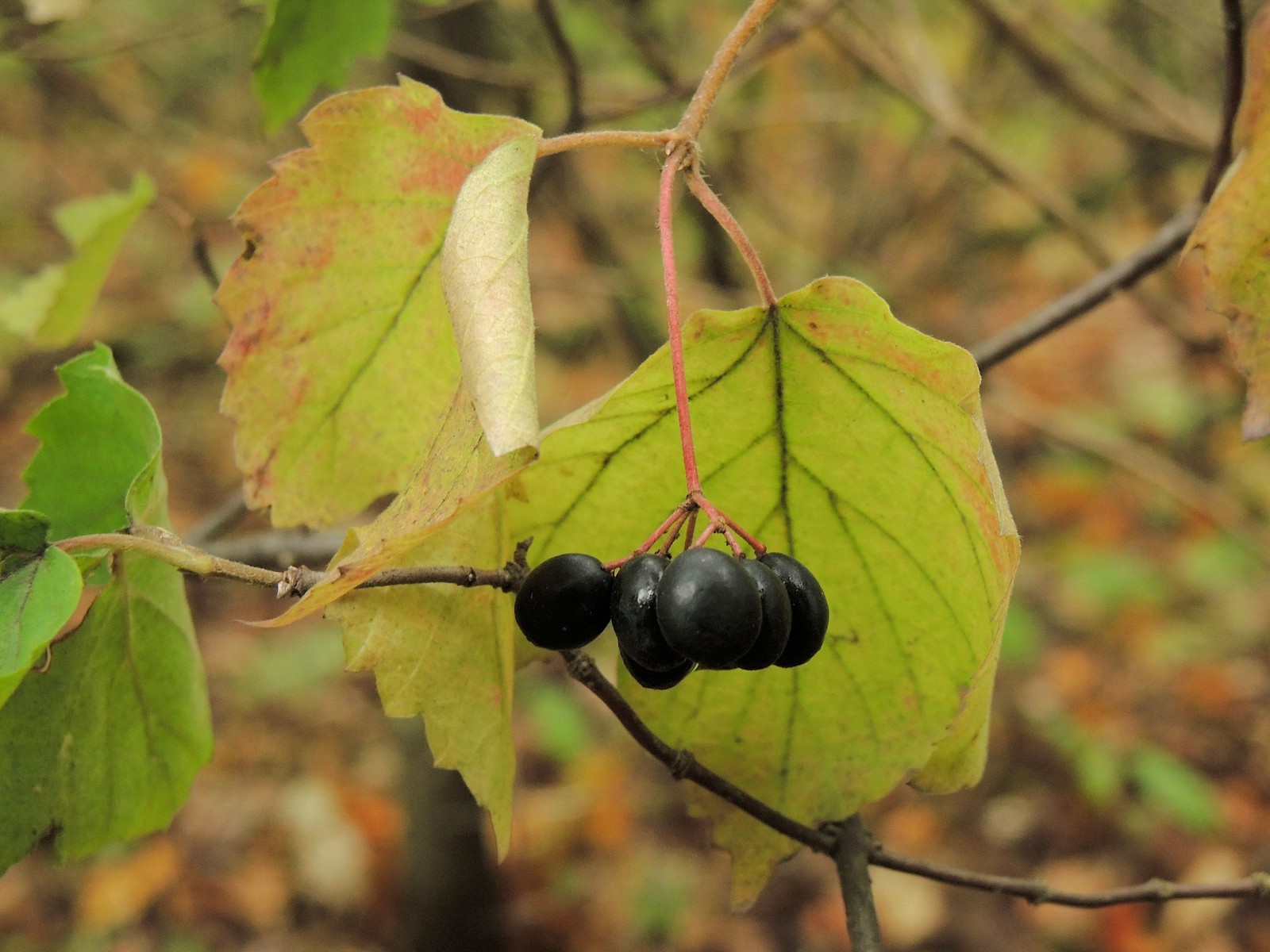 201510041433132984 Downy Arrowwood (Viburnum rafinesqueanum) - Bald Mountain R.A., Oakland Co, MI.JPG