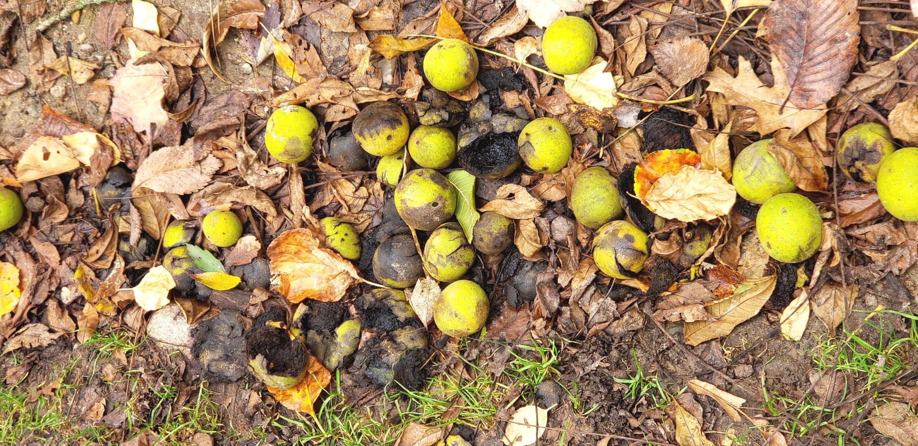 202310111455001 Black Walnut Tree Green Fruit (Juglans nigra) - Oakland Co, MI.jpg